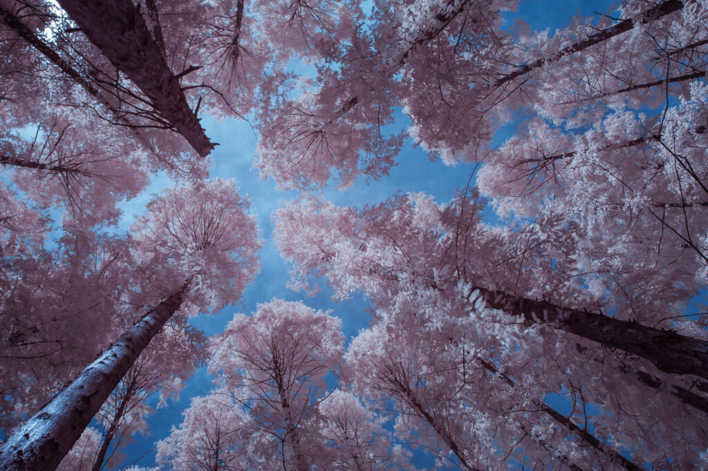 DSC_0522-Edit-1024x682 Trying Infrared photography