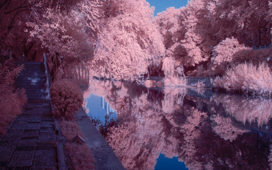 Trying Infrared photography