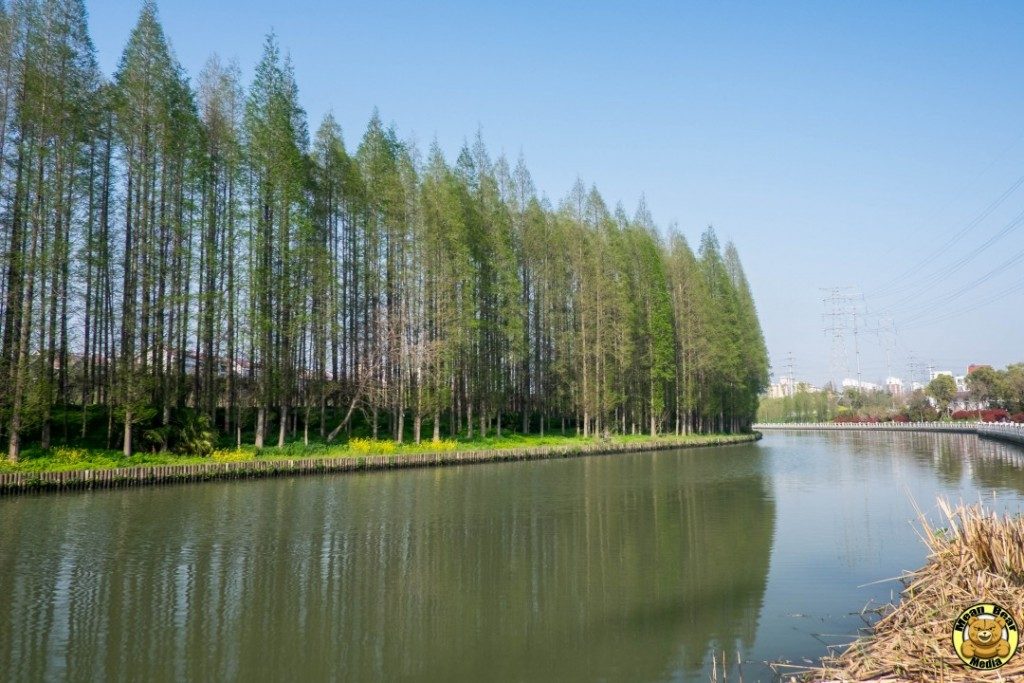 DSCF0169-1024x683-1024x683 Zhenjiang Dingmao river wetland protection area