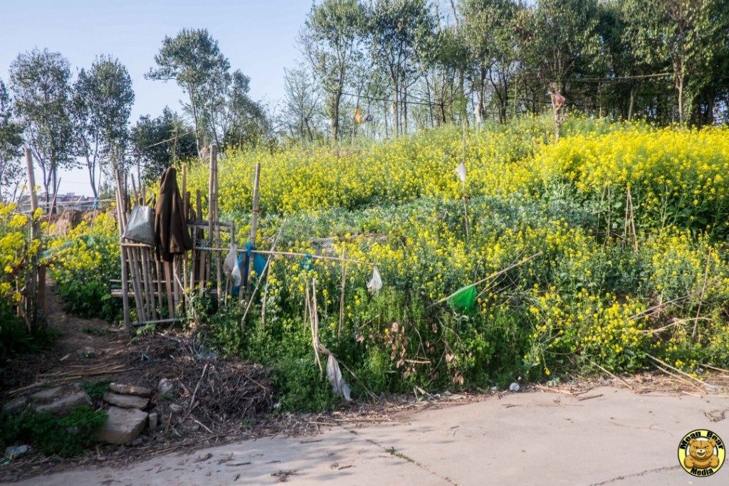 DSCF0169-1024x683-1024x683 Zhenjiang Dingmao river wetland protection area