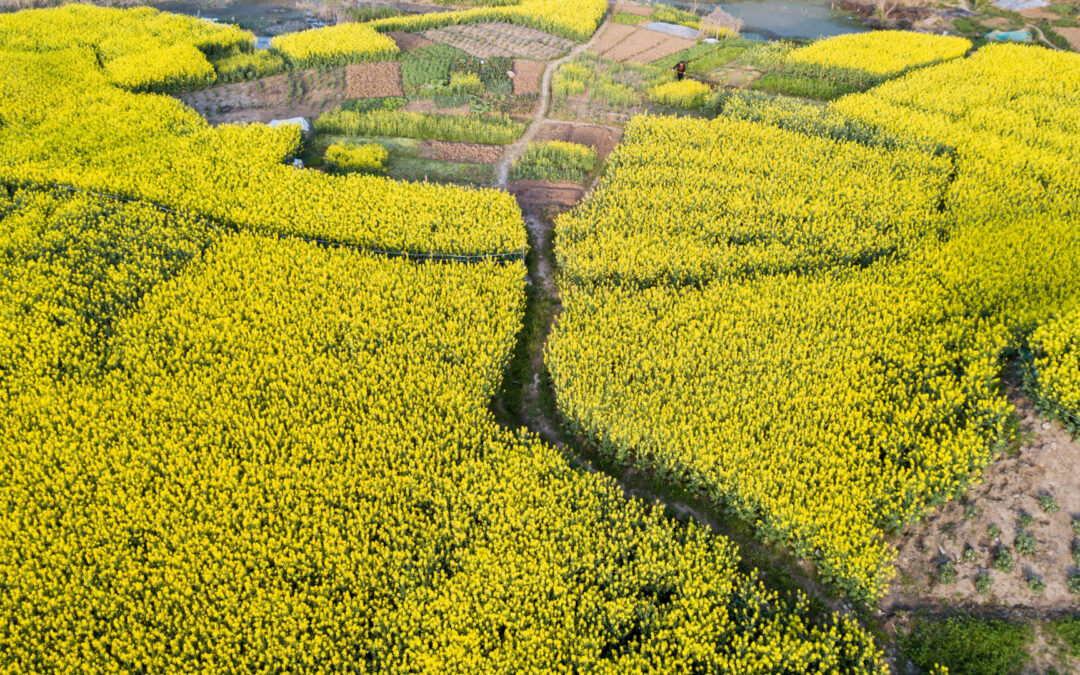 Rapeseed season 2021