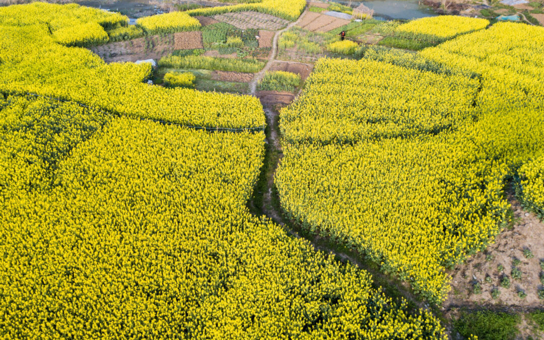 Rapeseed season 2021