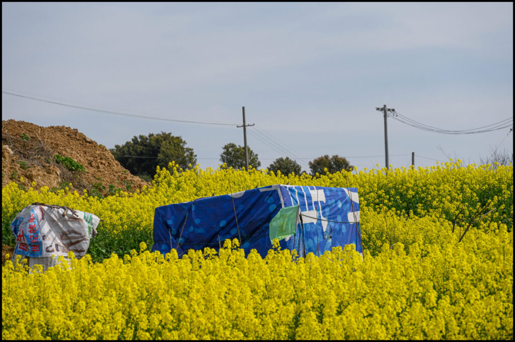 DJI_0063-1024x576 Rapeseed season 2021