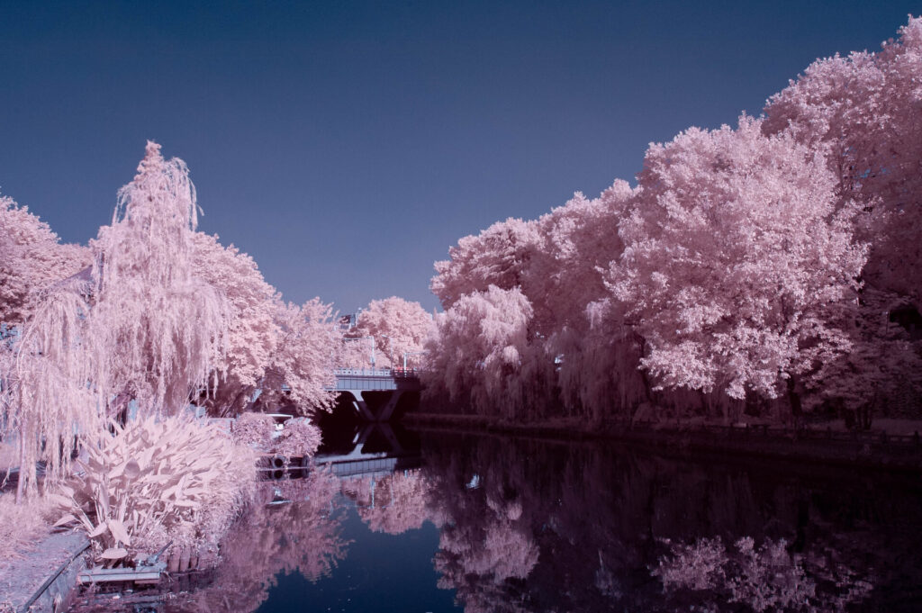 DSC_0522-Edit-1024x682 Trying Infrared photography