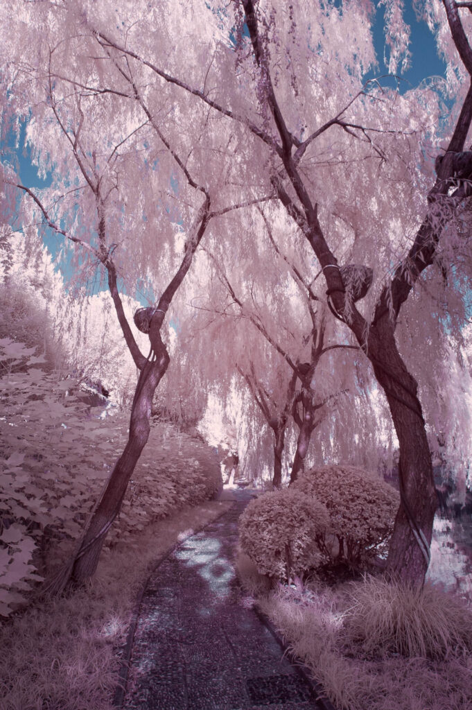 DSC_0522-Edit-1024x682 Trying Infrared photography